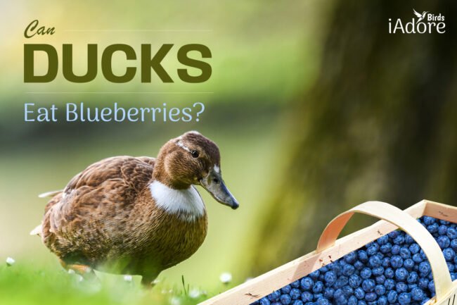 Can Ducks Eat Blueberries? | 6 Health Benefits Of Blueberries For Ducks