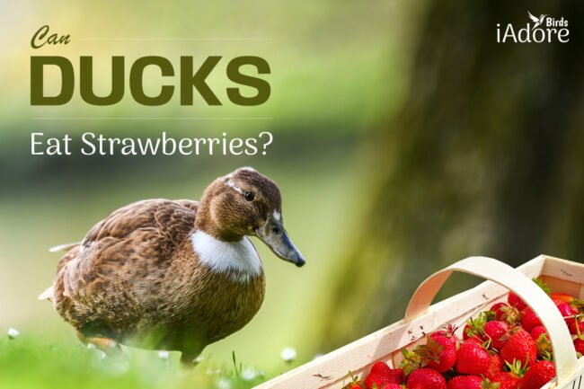 Can Ducks Eat Strawberries? | 4 Ways to Feed Strawberries to Ducks