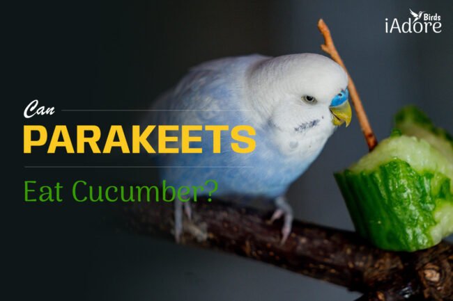 Can Parakeets Eat Cucumbers? | 4 Health Benefits | Full Guide
