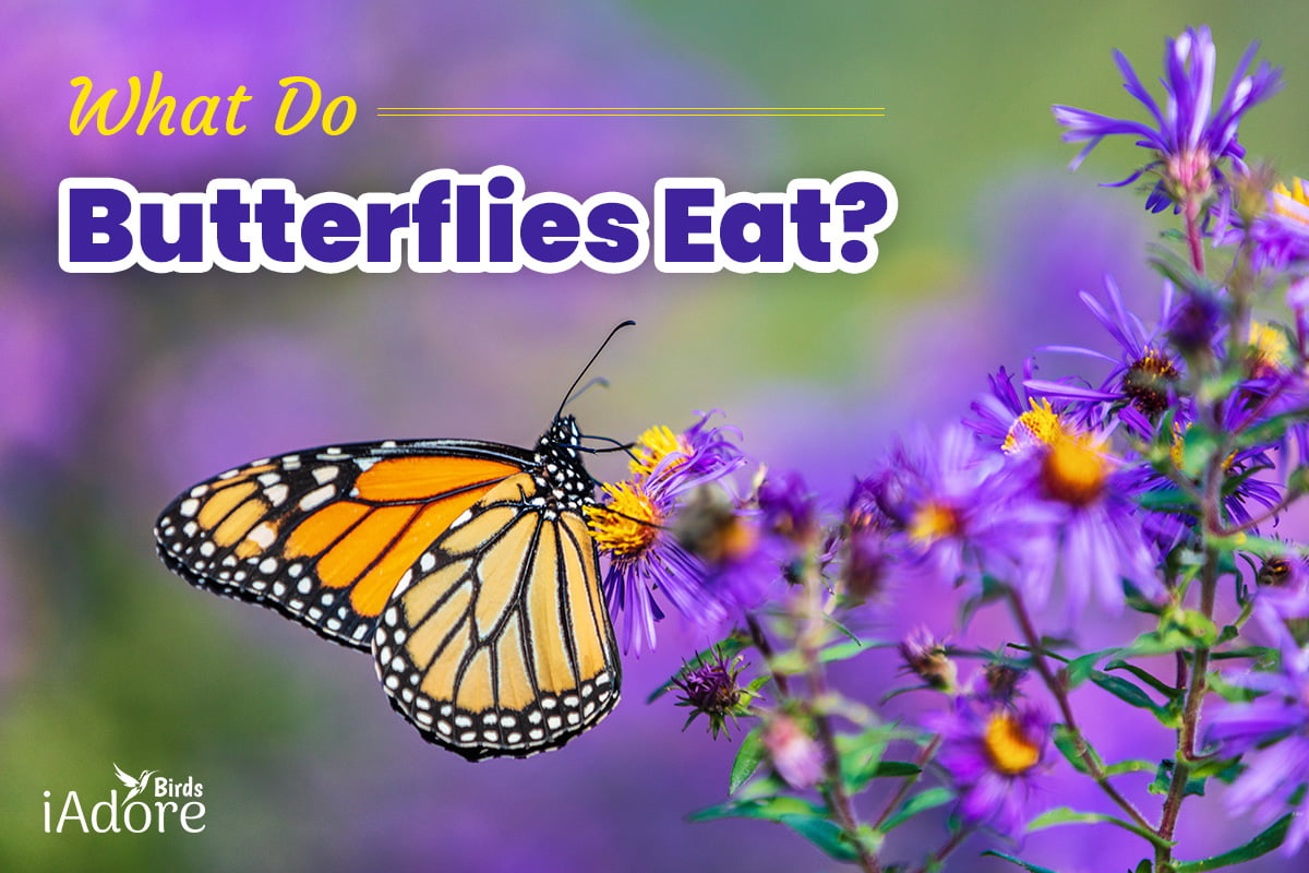 what do butterflies eat