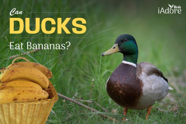 Can Ducks Eat Bananas? 9 Benefits | Full Guide