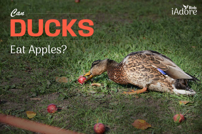 Can Ducks Eat Apples? | 7 Health Benefits | Full Guide