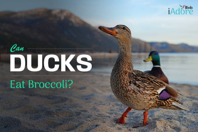 Can Ducks Eat Broccoli? 7 Benefits | Full Guide