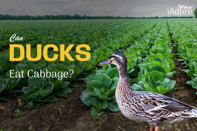 Can Ducks Eat Cabbage? 6 Benefits | Full Guide