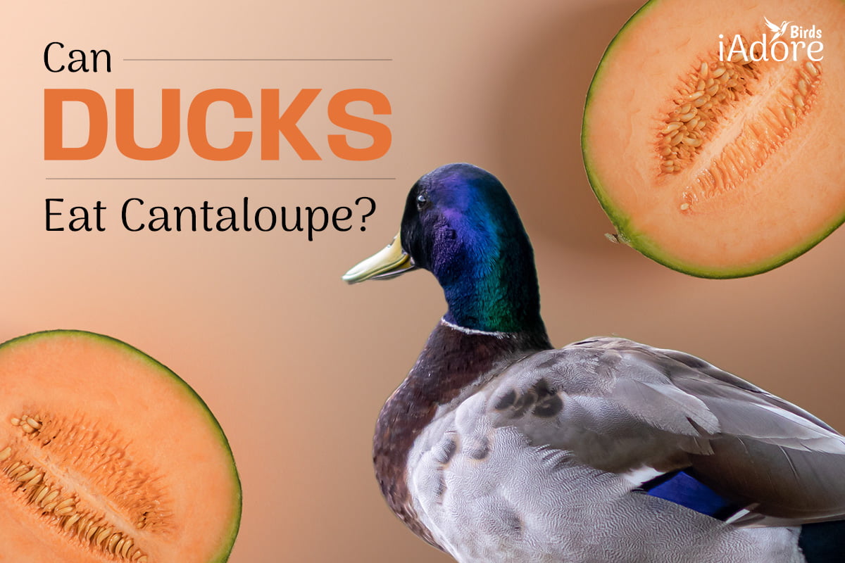 Can Ducks Eat Cantaloupe