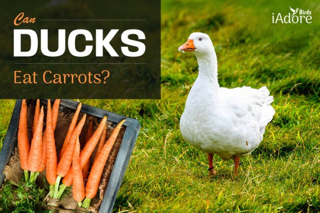 Can Ducks Eat Carrots? 3 Benefits | Full Guide