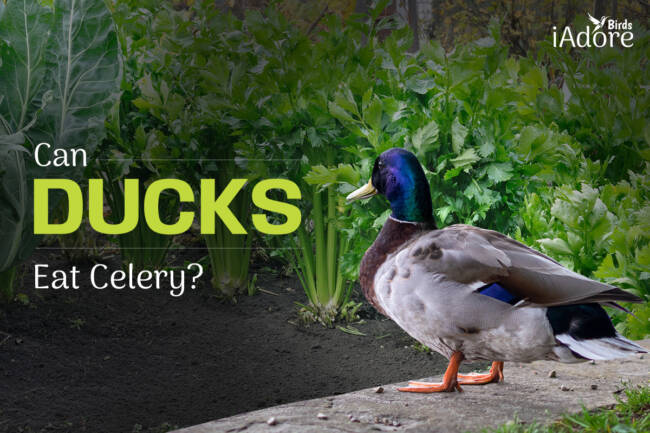 Can Ducks Eat Celery? 4 Benefits | Full Guide