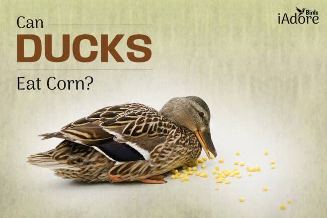 Can Ducks Eat Corn? 2 Benefits | Full Guide