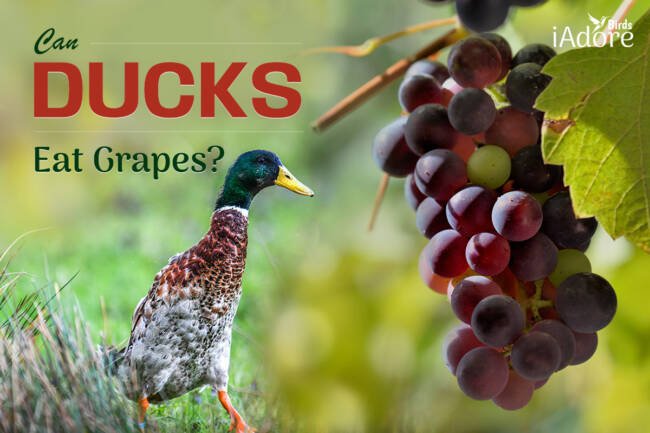 Can Ducks Eat Grapes? 7 Benefits | Full Guide