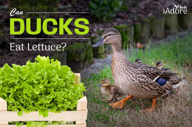 Can Ducks Eat Lettuce? 6 Benefits | Full Guide