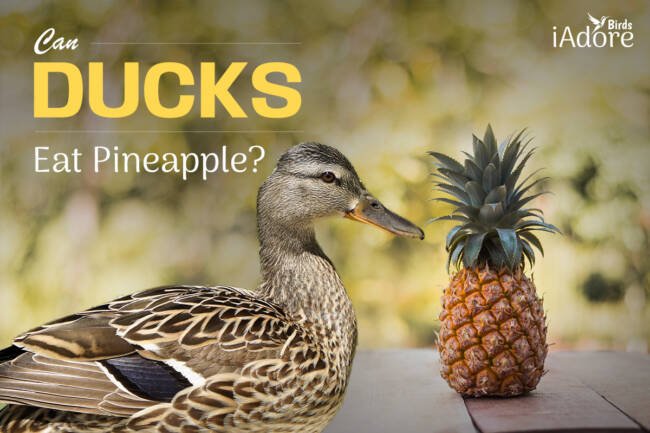 Can Ducks Eat Pineapple? 5 Benefits | Full Guide