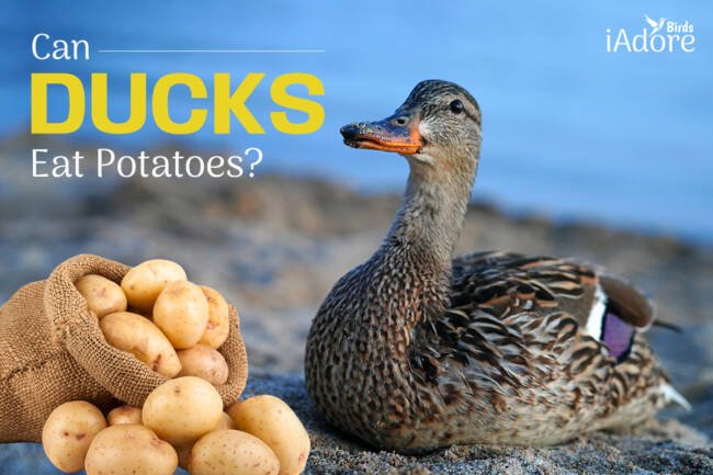 Can Ducks Eat Potatoes? 5 Benefits | Full Guide