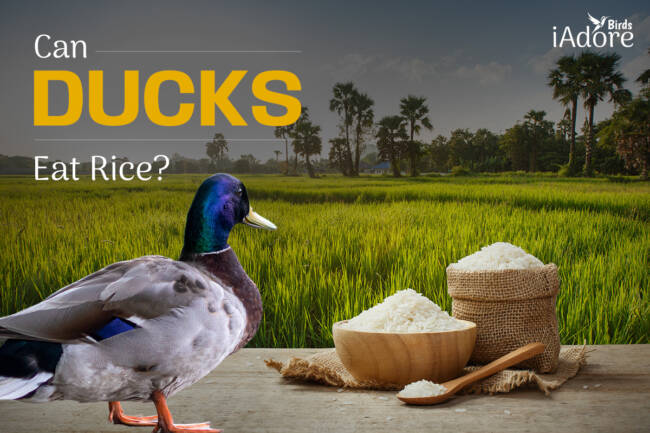 Can Ducks Eat Rice? 6 Benefits | Full Guide