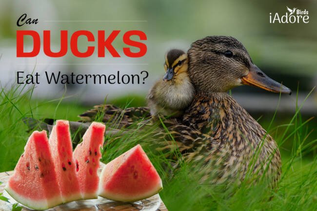 Can Ducks Eat Watermelon? 4 Benefits | Full Guide
