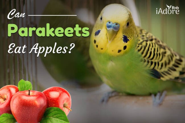 Can Parakeets Eat Apples | 3 Benefits | Full Guide