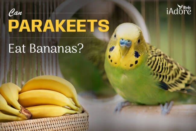 Can Parakeets Eat Bananas? 2 Health Benefits | Full Guide