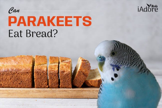 Can Parakeets Eat Bread? 2 Benefits | Full Guide