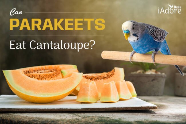 Can Parakeets Eat Cantaloupe? 8 Benefits | Full Guide