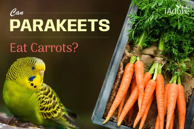 Can Parakeets Eat Carrots? 5 Benefits | Full Guide