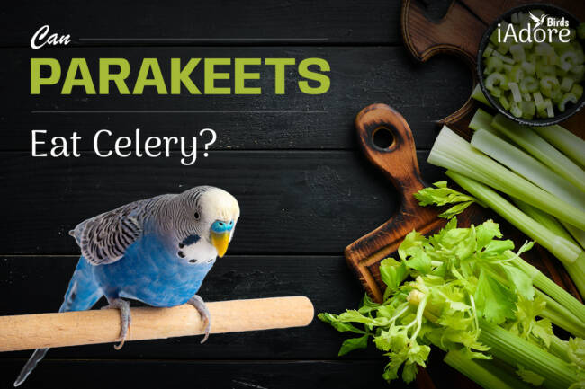 Can Parakeets Eat Celery | 5 Benefits | Full Guide