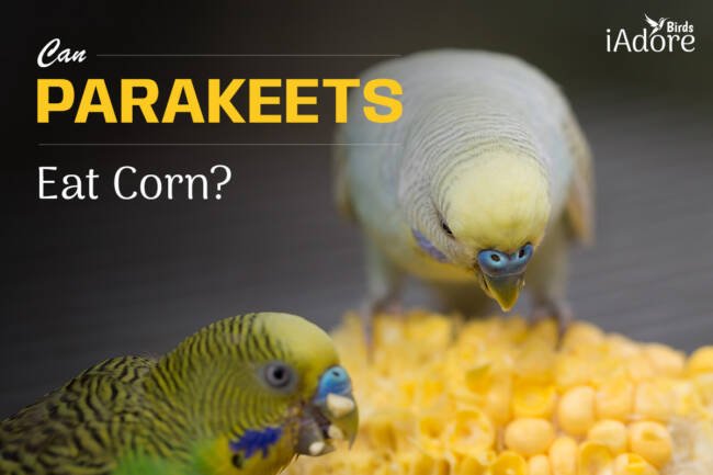 Can Parakeets Eat Corn? 2 Benefits | Full Guide