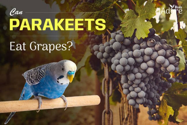 Can Parakeets Eat Grapes ? 5 Benefits | Full Guide