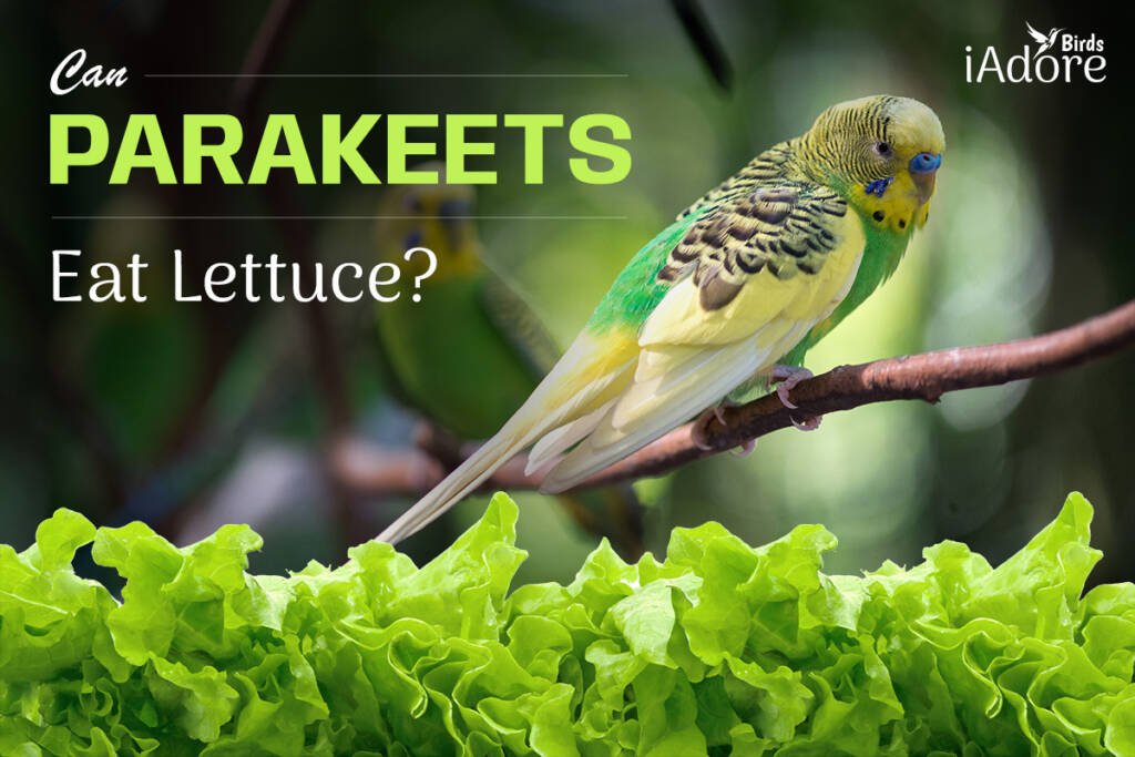 Can Parakeets Eat Lettuce 4 Benefits Full Guide iAdoreBirds