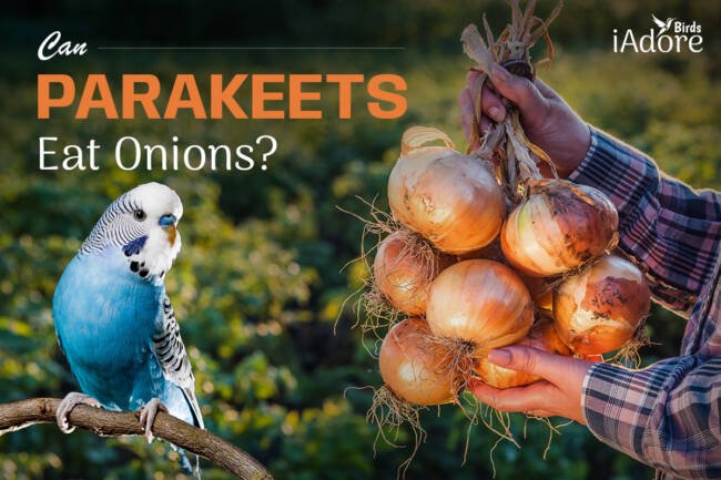 Can Parakeets Eat Onions | 3 Risks | Full Guide