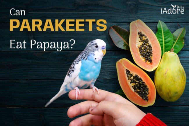 Can Parakeets Eat Papaya? 9 Benefits | Full Guide