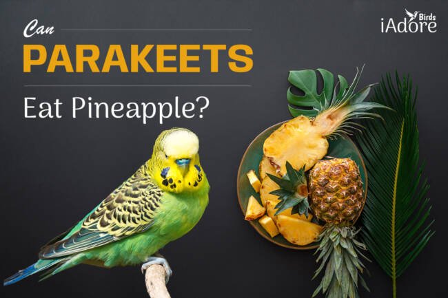 Can Parakeets Eat Pineapple? 9 Benefits | Full Guide