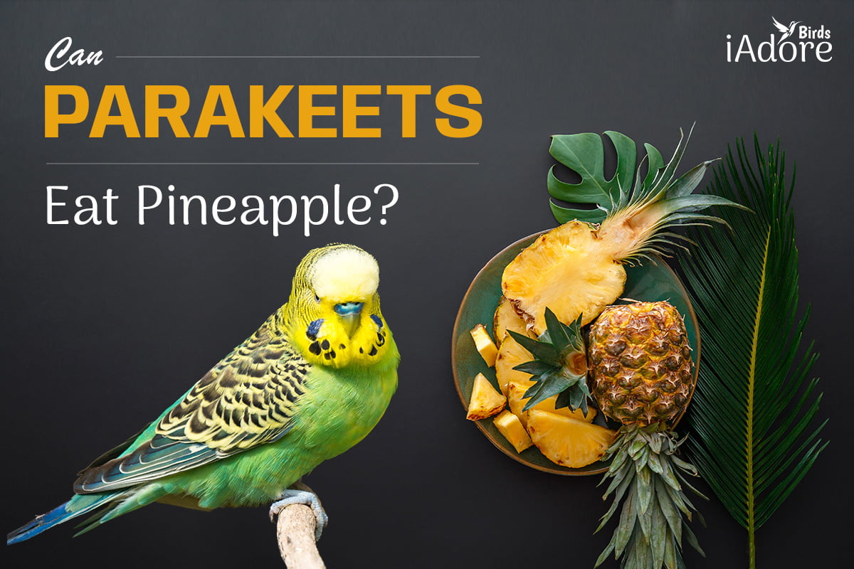 Can Parakeets Eat Pineapple