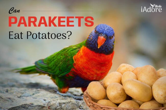 Can Parakeets Eat Potatoes? 8 Benefits | Full Guide
