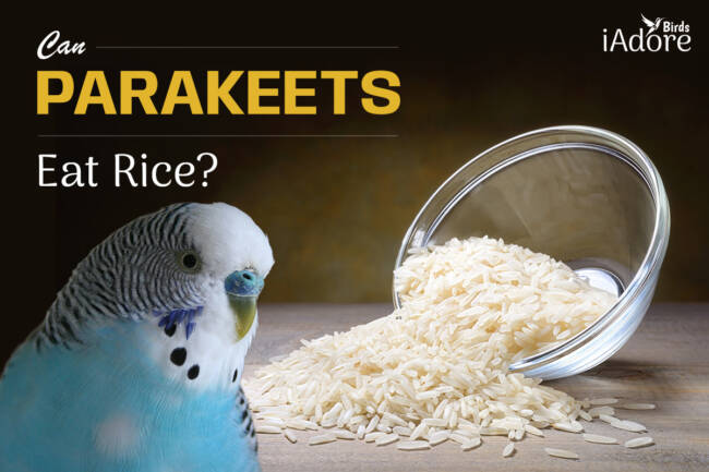 Can Parakeets Eat Rice? 10 Benefits | Full Guide