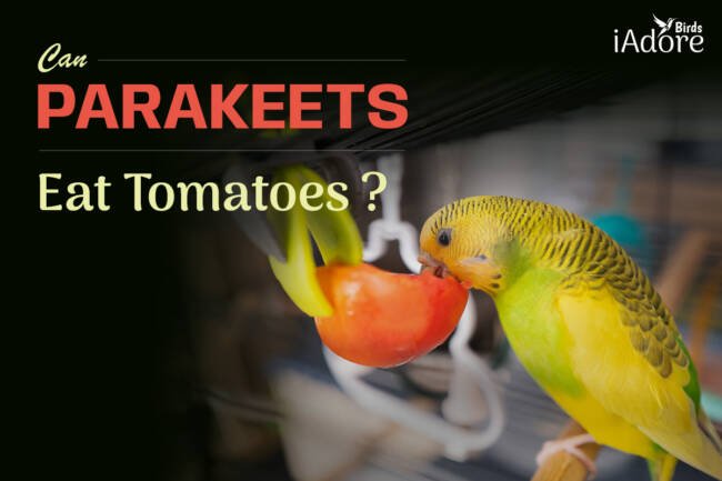 Can Parakeets Eat Tomatoes | 4 Benefits | Full Guide