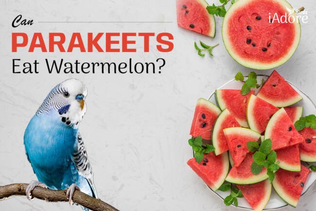 Can Parakeets Eat Watermelon? 3 Benefits | Full Guide