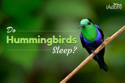 do hummingbirds sleep