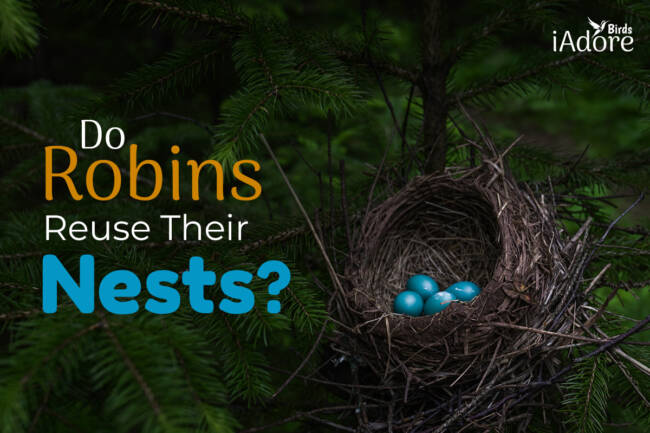 Do Robins Reuse Their Nests? 5 Nesting Habits of Robins