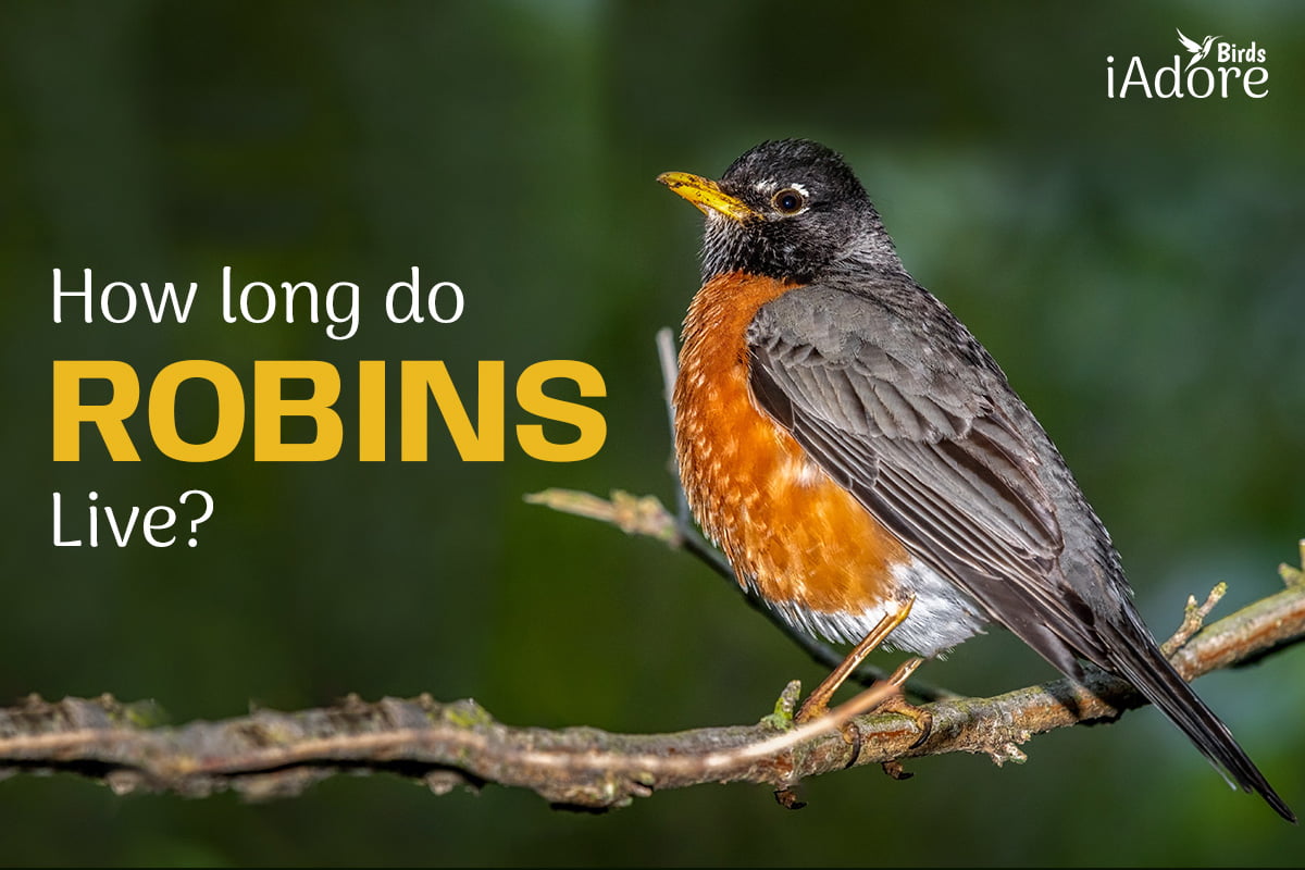 how long do robins live