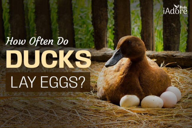 How Often Do Ducks Lay Eggs? | 3 External Factors Affecting Egg Production