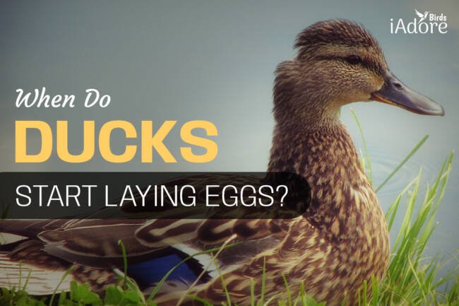 When Do Ducks Start Laying Eggs? 4 Ways How Your Ducks Lay More Eggs?