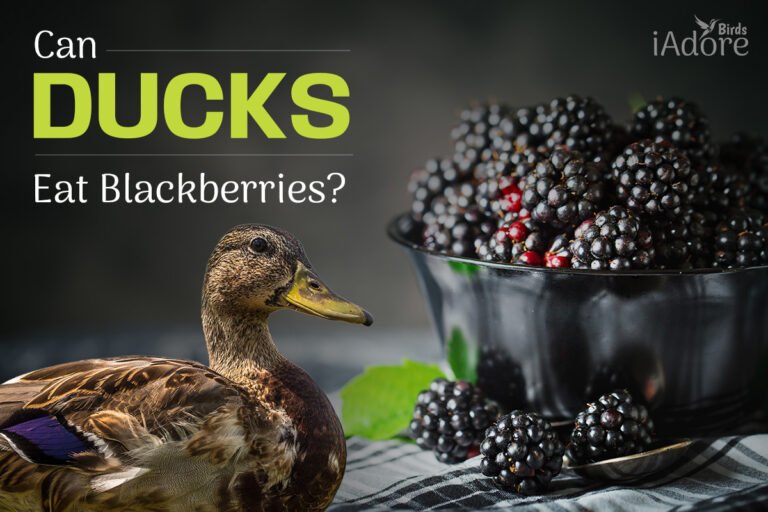 Can Ducks Eat Blackberries ? 6 Benefits Full Guide iAdoreBirds
