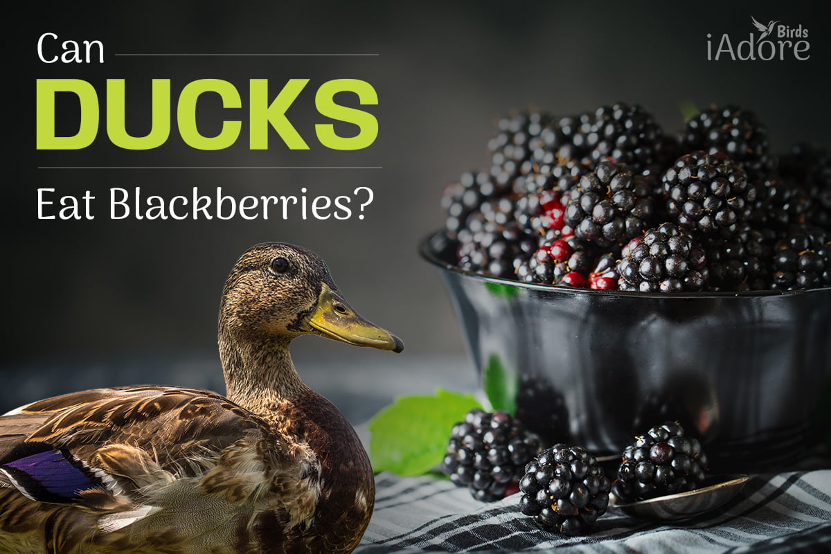 can ducks eat blackberries