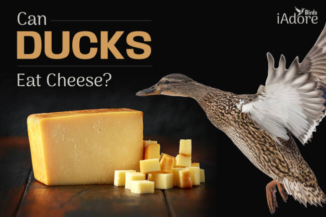 Can Ducks Eat Cheese? 7 Benefits | Full Guide