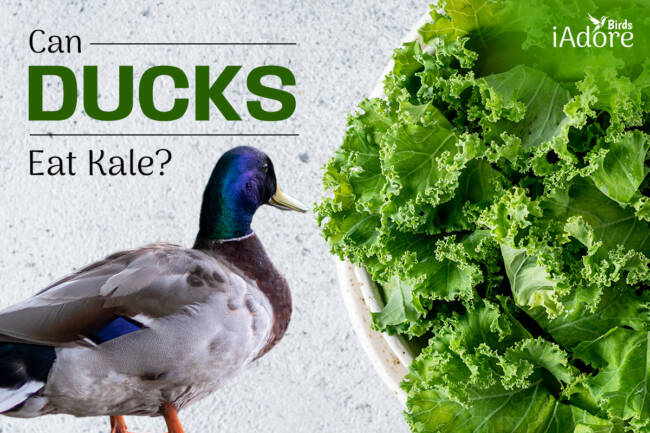 Can Ducks Eat Kale? 3 Benefits | Full Guide