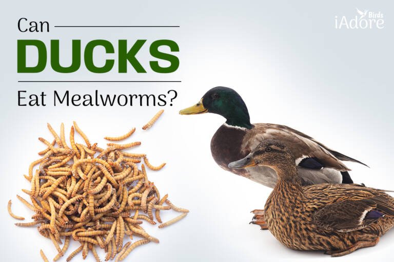 Can Ducks Eat Mealworms? 5 Benefits Full Guide iAdoreBirds