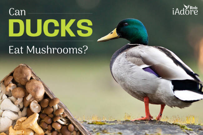 Can Ducks Eat Mushrooms? 9 Benefits | Full Guide