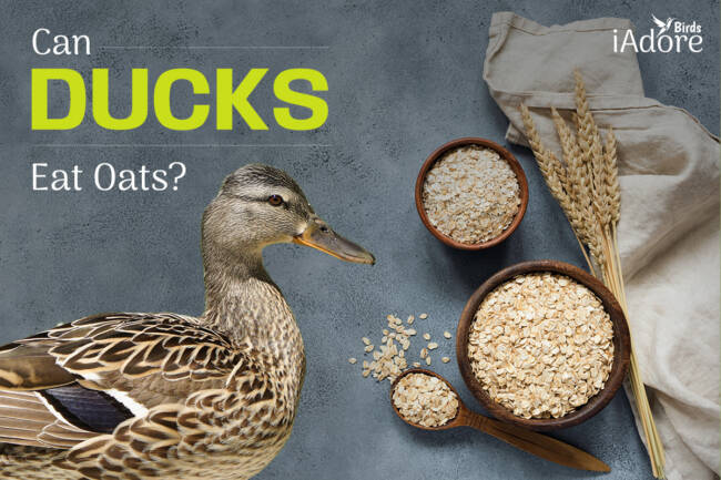 Can Ducks Eat Oats? 5 Benefits | Full Guide