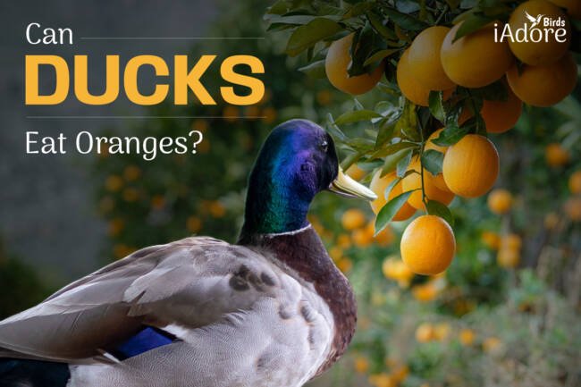 Can Ducks Eat Oranges? 4 Risks | Full Guide
