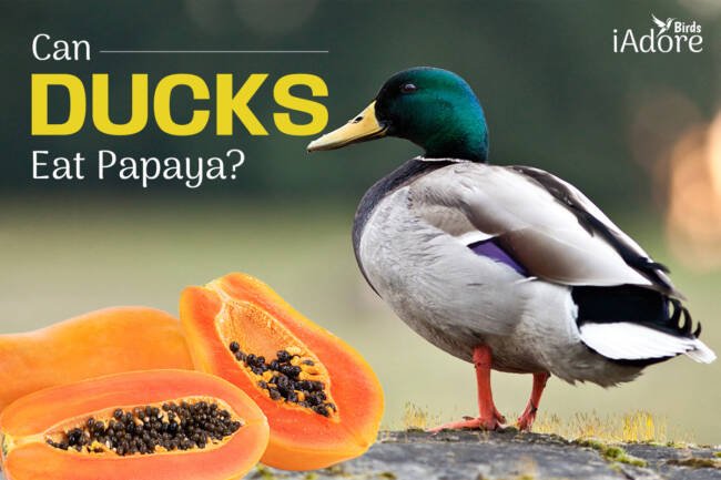 Can Ducks Eat Papaya? 5 Benefits | Full Guide