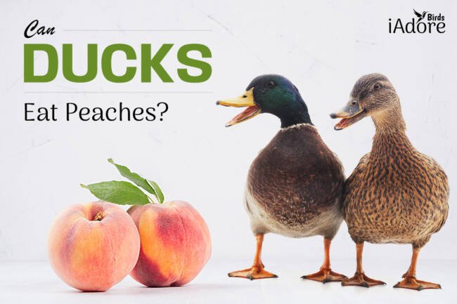 Can Ducks Eat Peaches? 6 Benefits | Full Guide